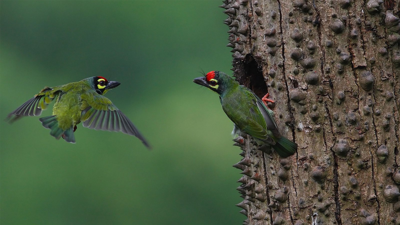 Coppersmith Barbets · Nesting hollow