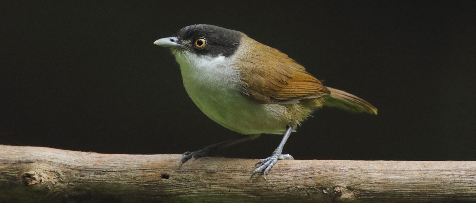 Colourful Goa bird