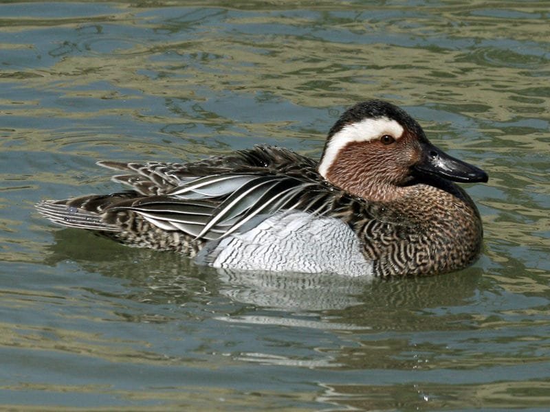 Bird photograph from Goa