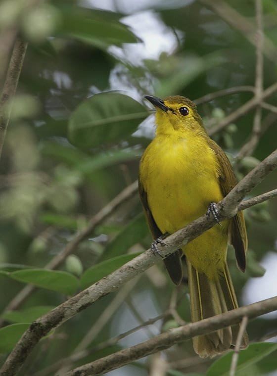 Bird photograph from Goa