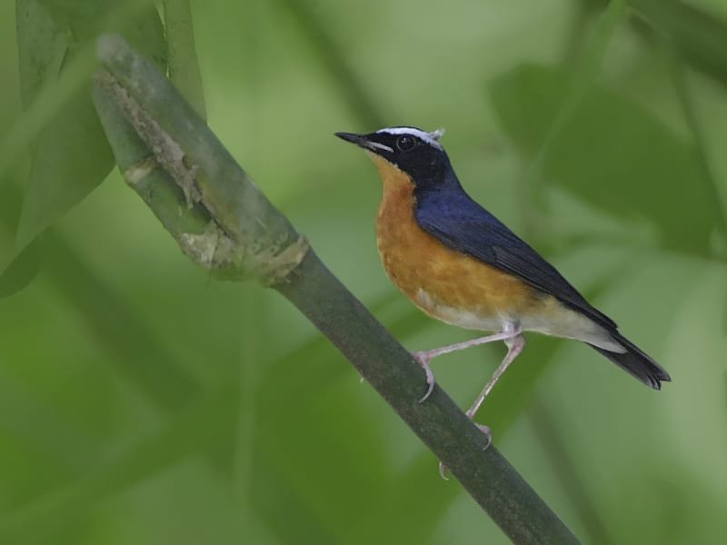 Bird photograph from Goa