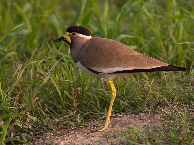 Bird photograph from Goa
