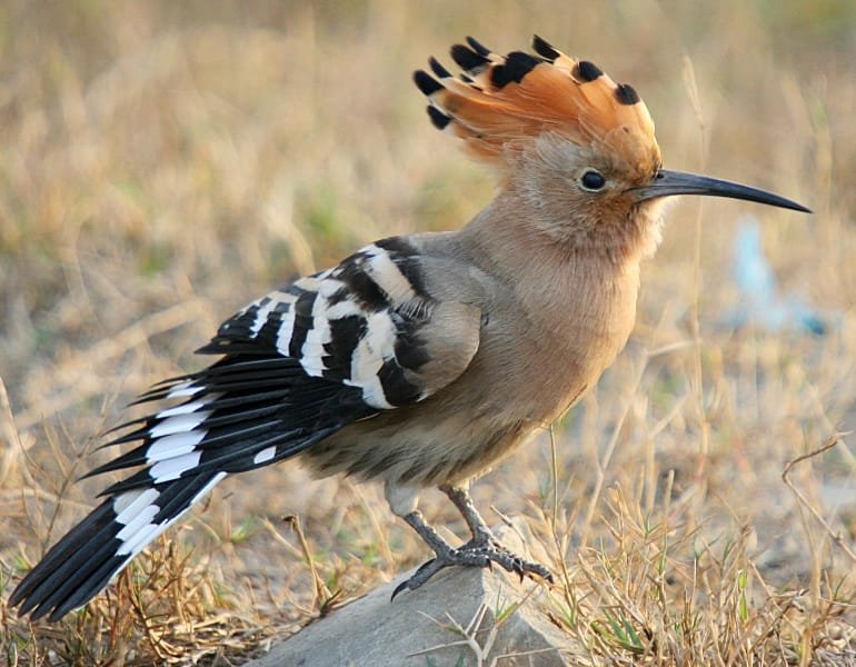 Bird photograph from Goa