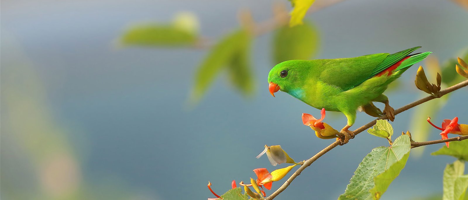 Weekend Birding